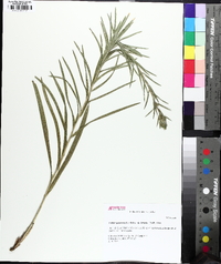 Liatris hirsuta image