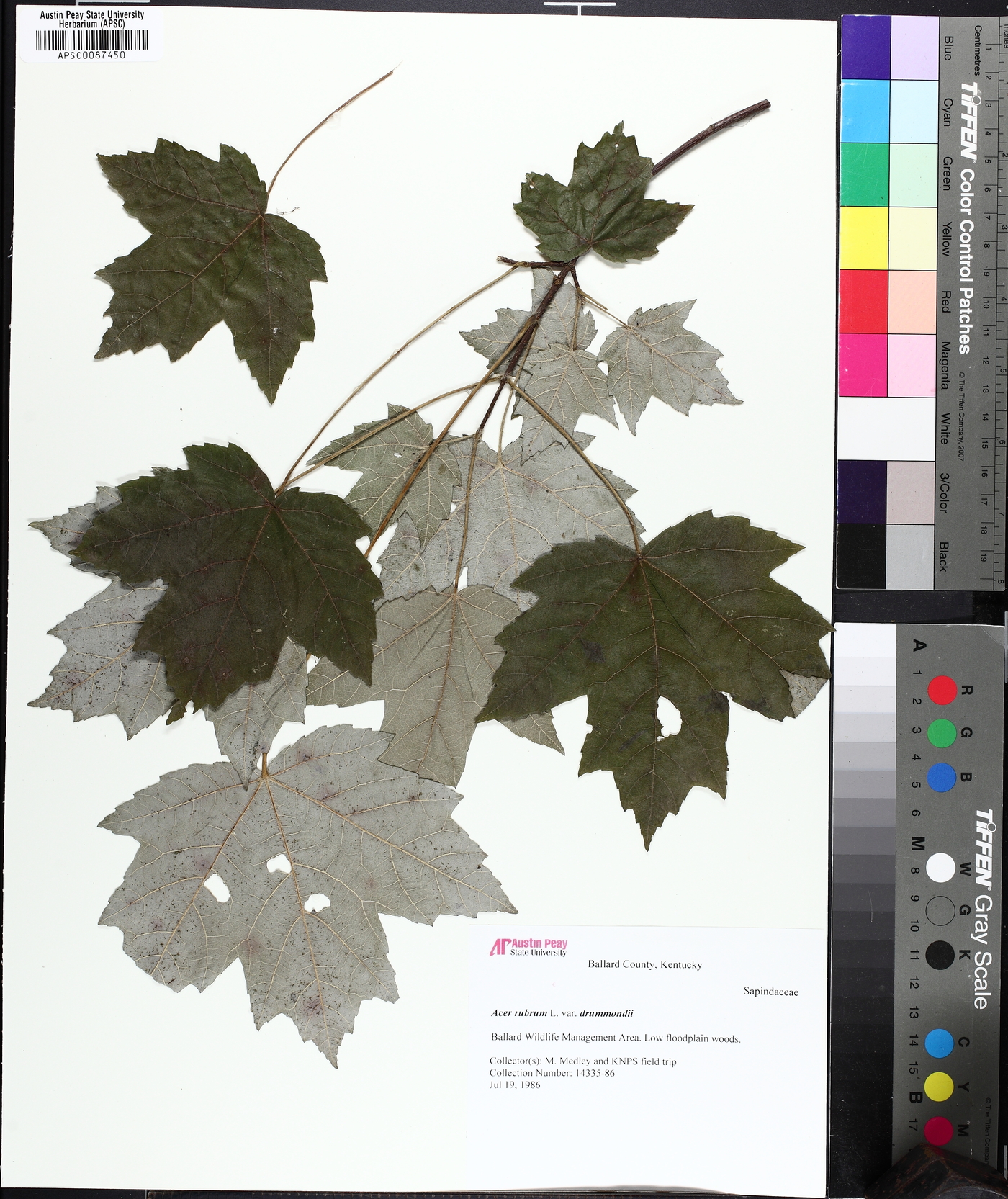 Acer drummondii image