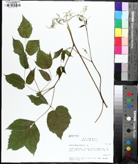 Aruncus dioicus image