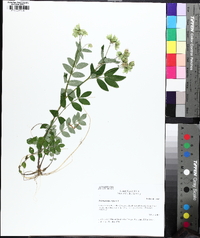 Polemonium reptans image