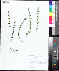 Scutellaria parvula image