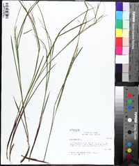 Carex allegheniensis image