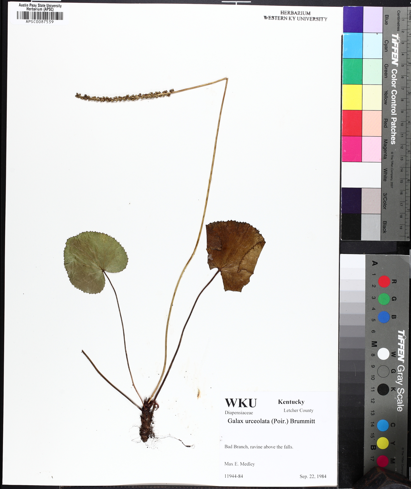 Galax urceolata image
