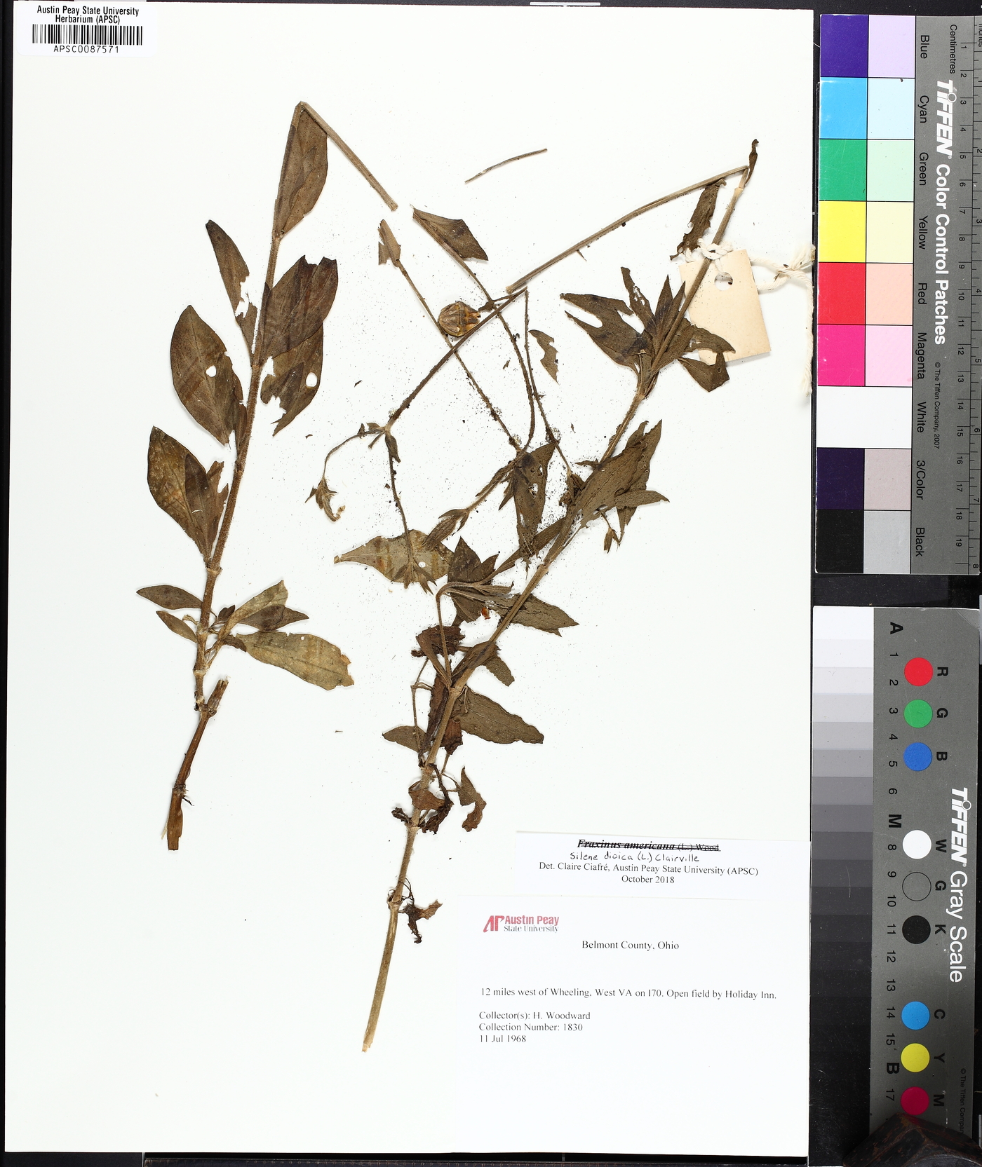 Silene dioica image
