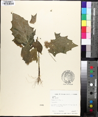 Datura stramonium image