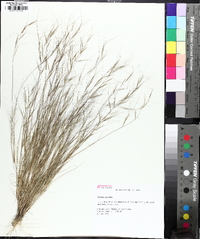 Aristida oligantha image