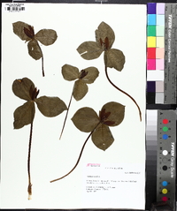 Trillium sessile image