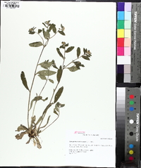 Lithospermum tuberosum image