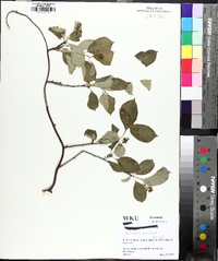 Celastrus scandens image