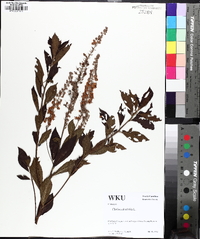 Clethra alnifolia image