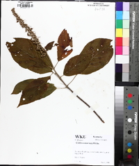 Clethra acuminata image