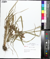 Cyperus erythrorhizos image