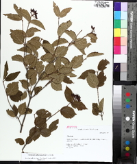 Viburnum rafinesqueanum image