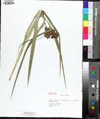 Scirpus georgianus image