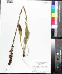 Trilisa paniculata image