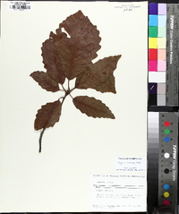 Quercus montana image