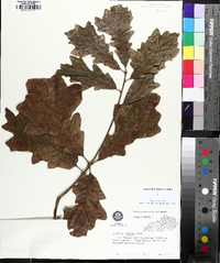 Quercus lyrata image