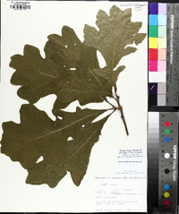 Quercus lyrata image