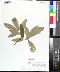 Quercus imbricaria image