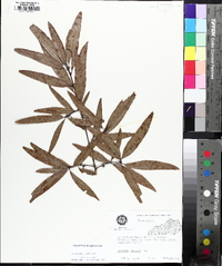 Quercus phellos image