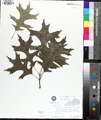 Quercus palustris image