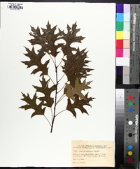 Quercus palustris image