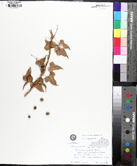 Dioscorea polystachya image