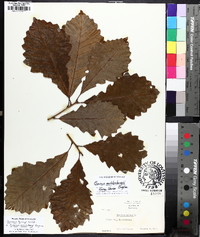 Quercus bicolor image