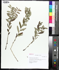 Lithospermum canescens image