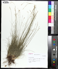 Carex eburnea image