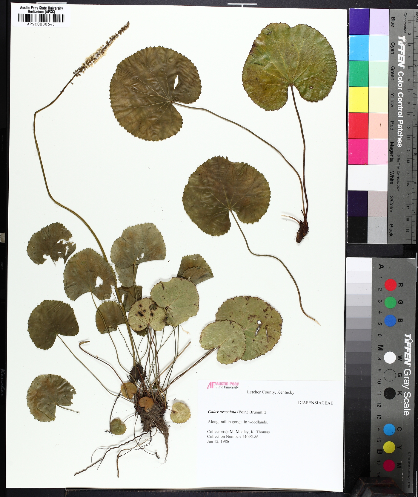 Diapensiaceae image