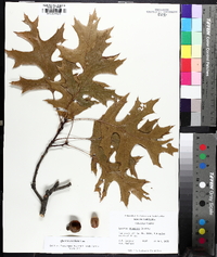 Quercus coccinea image