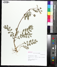 Polemonium reptans image