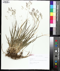 Poa cuspidata image