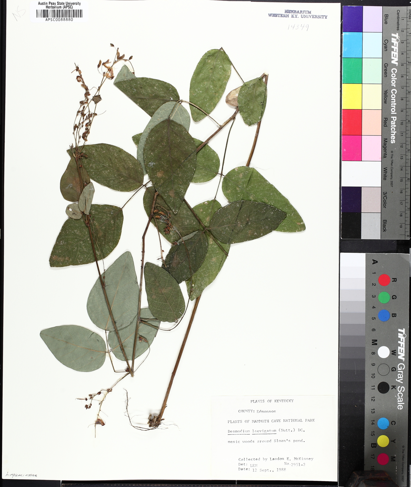 Desmodium laevigatum image