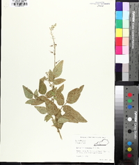 Desmodium canescens image