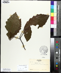 Quercus bicolor image