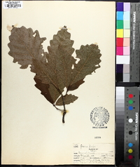 Quercus bicolor image