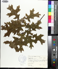 Quercus coccinea image