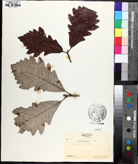 Quercus bicolor image