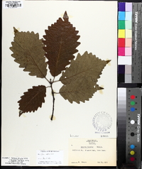 Quercus bicolor image