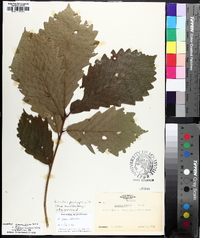 Quercus bicolor image