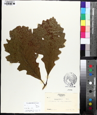 Quercus bicolor image