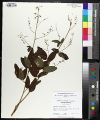 Desmodium glabellum image