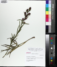 Liatris cylindracea image