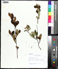 Aronia melanocarpa image