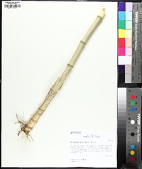 Phyllostachys aurea image