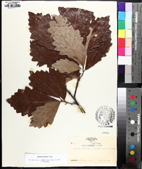 Quercus bicolor image