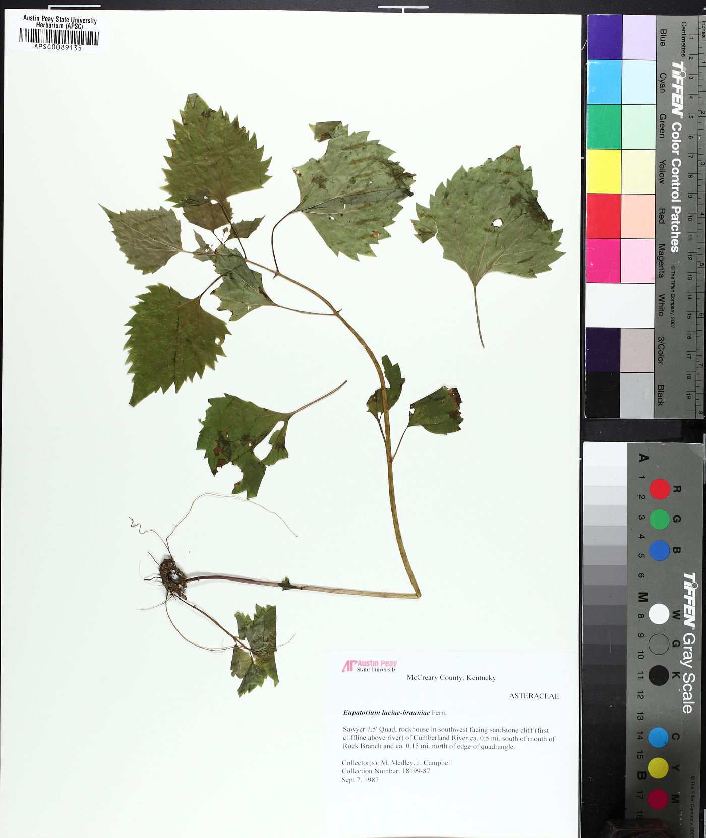 Ageratina luciae-brauniae image