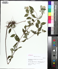 Pycnanthemum pycnanthemoides image